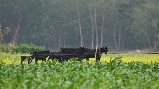 View of black goats walking in a rural field Bangladesh.