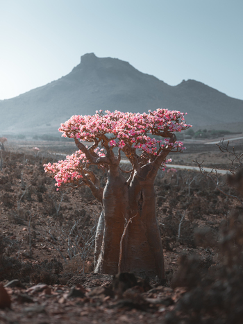View of a blooming Desert Rose tree with pink flowers in the arid rocky landscape of Socotra Yemen. View of a blooming Desert Rose tree with pink flowers in the arid rocky landscape of Socotra Yemen.