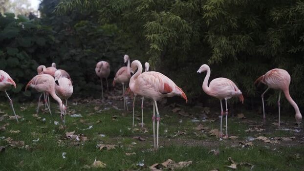 View of pink flamingos standing on grass in Barcelona Spain.