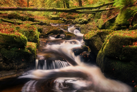 View of a small stream flowing over mossy rocks and fallen logs in a lush autumn forest Manor Kilbride County Wicklow Ireland. View of a small stream flowing over mossy rocks and fallen logs in a lush autumn forest Manor Kilbride County Wicklow Ireland.