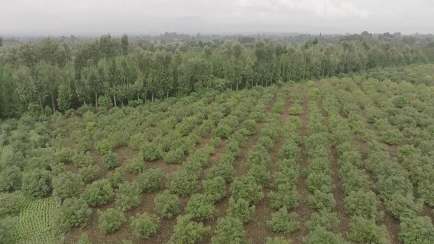 Aerial view of rows of trees near forest Kenya.