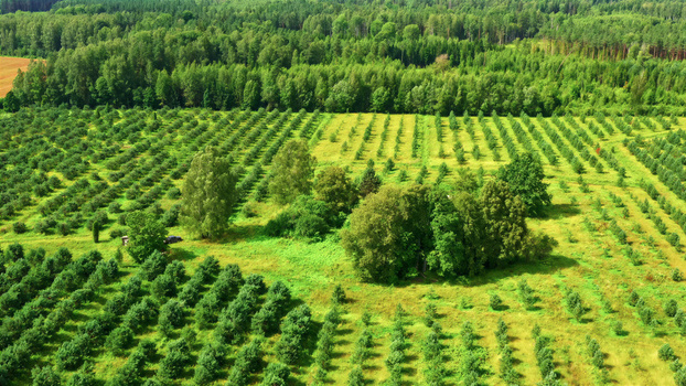 Aerial view of a lush green orchard with rows of young trees and a dense forest background in Latvija. Aerial view of a lush green orchard with rows of young trees and a dense forest background in Latvija.