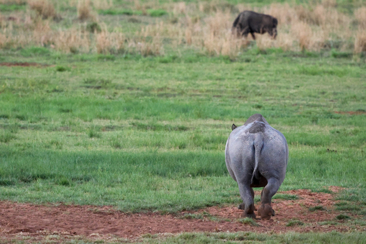 View of a rhino walking away its thick skin contrasted against the vibrant green and brown grass with a warthog in the distance Vaalwater Limpopo South Africa.