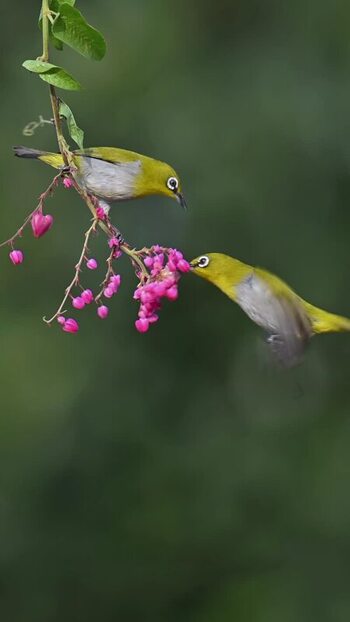 View of three Oriental White eyes on a plant India.