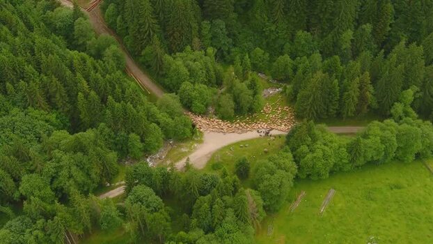 Aerial view of sheep flock in a forest Romania. Aerial view of sheep flock in a forest Romania.