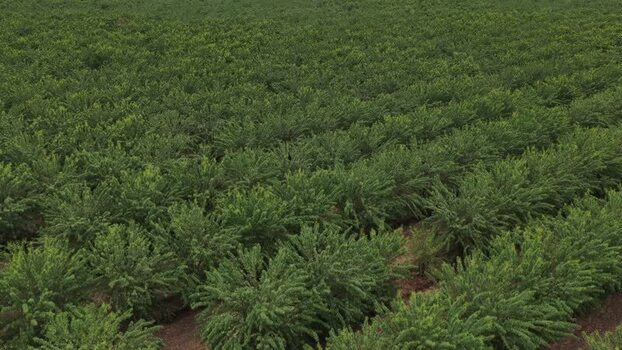 Aerial view of lush green orchard rows Portugal.