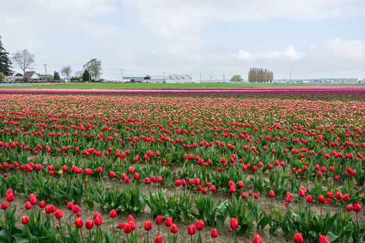 View of vibrant red tulip fields stretching across the landscape under a cloudy sky in La Conner Washington United States.