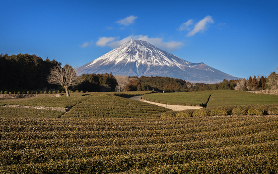 View of Mount Fuji rising above lush green tea plantations under a clear blue sky in Fujinomiya Shizuoka Japan. View of Mount Fuji rising above lush green tea plantations under a clear blue sky in Fujinomiya Shizuoka Japan.