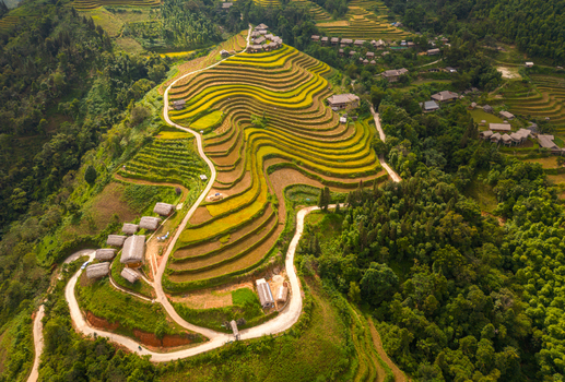 Aerial view of golden rice terraces in Hoang Su Phi with winding roads and small traditional houses nestled among lush green hills in Hoang Su Phi Ha Giang Vietnam.