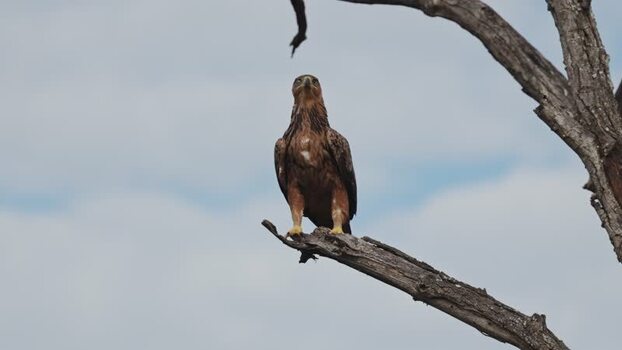 View of a tawny eagle perched on a bare branch South Africa