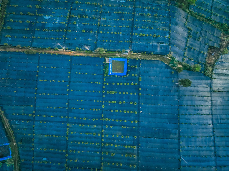 Aerial view of Goalpara Tea Park featuring rows of tea plants covered by blue protective netting and a small square pond in Kecamatan Sukaraja Jawa Barat Indonesia. Aerial view of Goalpara Tea Park featuring rows of tea plants covered by blue protective netting and a small square pond in Kecamatan Sukaraja Jawa Barat Indonesia.