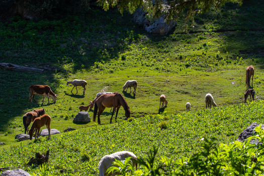 View of horses and sheep grazing in a lush green mountain meadow in Kumrat Valley Khyber Pakhtunkhwa Pakistan. View of horses and sheep grazing in a lush green mountain meadow in Kumrat Valley Khyber Pakhtunkhwa Pakistan.