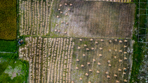 Aerial view of agricultural fields with harvested rice crops arranged in neat rows and scattered haystacks in the rural landscape of Gopalganj Dhaka Division Bangladesh.