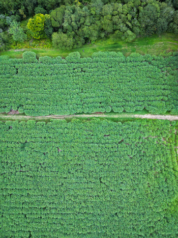 Aerial view of lush green agricultural fields divided by a dirt path with a dense forest border in Restormel England United Kingdom.