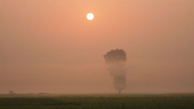 View of a lone tree in a misty field at sunrise in Bogura Bangladesh.