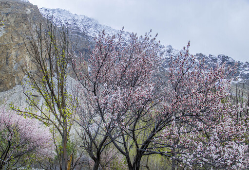 View of blooming apricot trees with pink flowers against the backdrop of snow capped mountains in Gilgit Baltistan Pakistan.