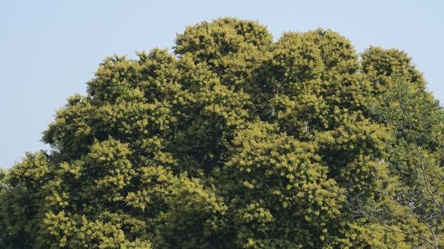 View of a large green tree with dense foliage Nepal.