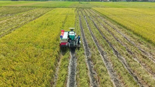 Aerial view of harvester in rice field Indonesia.