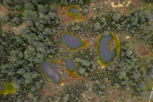 Aerial view of Viru bog nature trail featuring small dark ponds surrounded by peat moss and coniferous forest Loksa Harju maakond Estonia. Aerial view of Viru bog nature trail featuring small dark ponds surrounded by peat moss and coniferous forest Loksa Harju maakond Estonia.