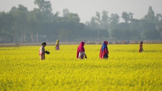 View of women walking through a yellow mustard field Bangladesh. View of women walking through a yellow mustard field Bangladesh.