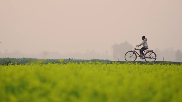 View of a person riding a bicycle through a mustard field Bangladesh. View of a person riding a bicycle through a mustard field Bangladesh.