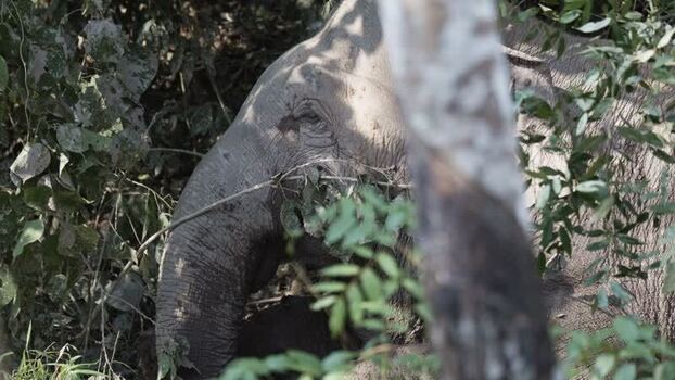 View of an elephant hidden in dense foliage China.