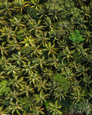 Aerial view of a dense tapestry of palm trees their fronds creating a mosaic of light and shadow painting the landscape in vibrant greens and golds Gizo Western Province Solomon Islands. Aerial view of a dense tapestry of palm trees their fronds creating a mosaic of light and shadow painting the landscape in vibrant greens and golds Gizo Western Province Solomon Islands.