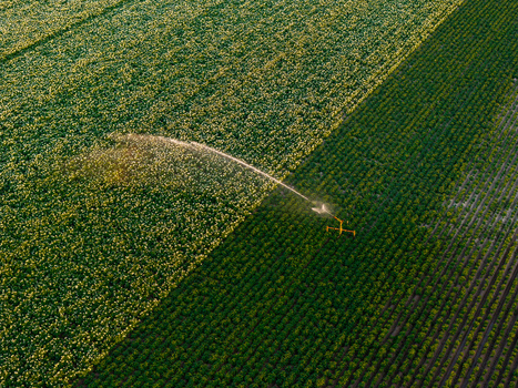 Aerial view of an irrigation system watering a large agricultural field with rows of crops in mazowieckie Poland. Aerial view of an irrigation system watering a large agricultural field with rows of crops in mazowieckie Poland.