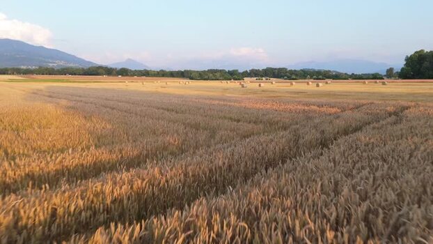 Aerial view of golden wheat fields and hay bales in Rural Geneva Switzerland.