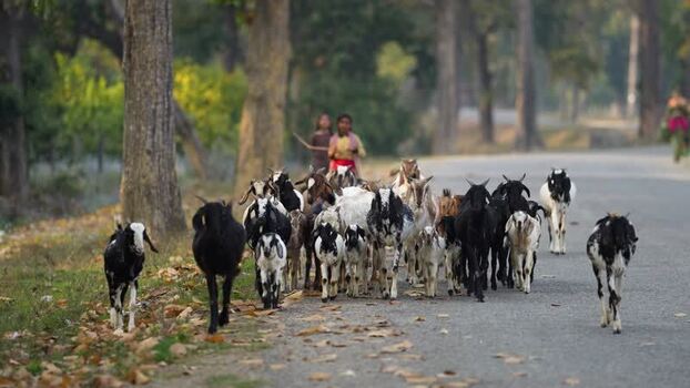 View of a herd of goats walking on a road with children Nepal.