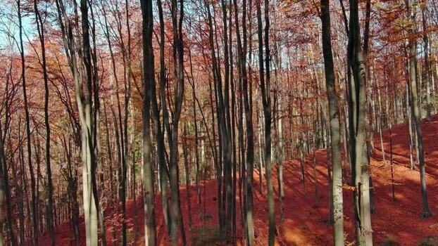 Aerial view of autumn forest in Romania. Aerial view of autumn forest in Romania.