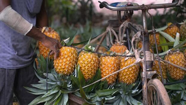 View of a man arranging ripe pineapples on a bicycle Bangladesh. View of a man arranging ripe pineapples on a bicycle Bangladesh.
