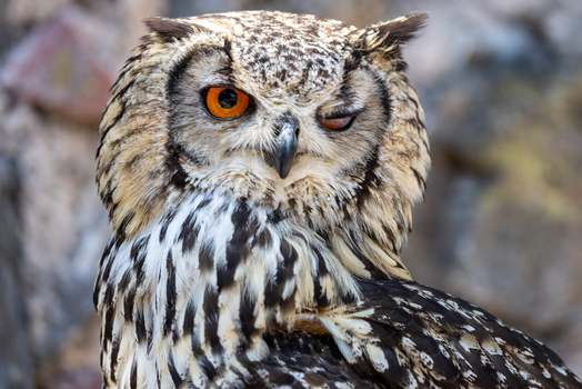 View of a Eurasian eagle owl winking with one bright orange eye open and detailed plumage against a blurred background in Selestat Grand Est France.