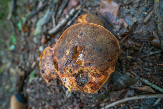 View of a brown mushroom growing on the forest floor surrounded by twigs and fallen leaves in Deer Park Looe Cornwall United Kingdom. View of a brown mushroom growing on the forest floor surrounded by twigs and fallen leaves in Deer Park Looe Cornwall United Kingdom.
