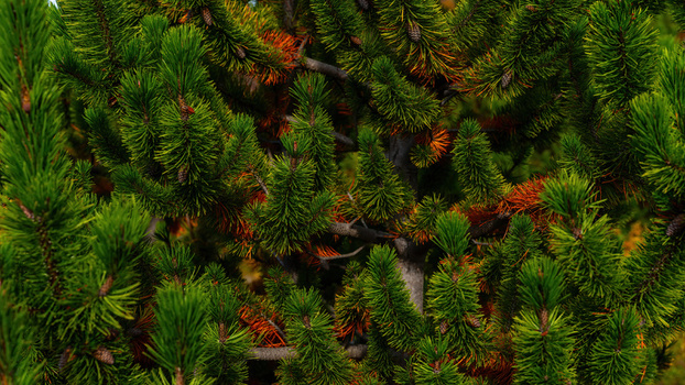 View of pine tree branches displaying vibrant autumn colors with green needles and hints of orange in Iceland.
