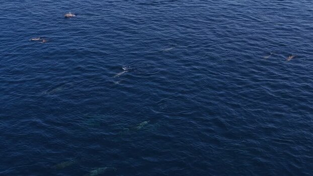 Aerial view of a pod of dolphins swimming in the ocean Maldives. Aerial view of a pod of dolphins swimming in the ocean Maldives.