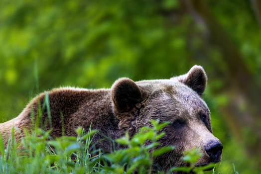 View of a brown bear resting in tall green grass with a blurred forest background in Germany.