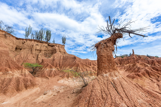 View of the eroded red clay formations and cacti in the Tatacoa Desert Villavieja Huila Colombia.