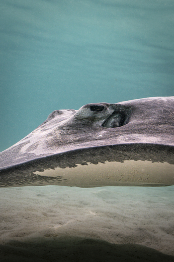 View of a stingray gliding through clear turquoise water over a sandy seabed in Moorea Maiao Windward Islands French Polynesia.