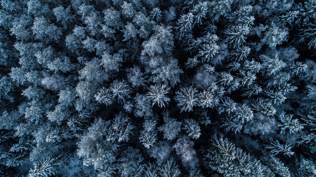Aerial view of a dense forest covered in snow winter scene evergreen trees in Latvia. Aerial view of a dense forest covered in snow winter scene evergreen trees in Latvia.