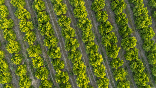 Aerial view of lush green trees arranged in neat diagonal rows within a cultivated orchard Coria del Rio Andalusia Spain. Aerial view of lush green trees arranged in neat diagonal rows within a cultivated orchard Coria del Rio Andalusia Spain.