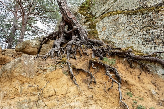 View of the exposed roots of a pine tree clinging to a rocky cliff face with mossy stones and sandy soil in Adatepe Canakkale Turkey. View of the exposed roots of a pine tree clinging to a rocky cliff face with mossy stones and sandy soil in Adatepe Canakkale Turkey.