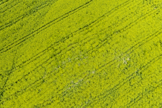 Aerial view of a vibrant yellow rapeseed field with tractor tracks in the Valdarno valley Florence Tuscany Italy. Aerial view of a vibrant yellow rapeseed field with tractor tracks in the Valdarno valley Florence Tuscany Italy.