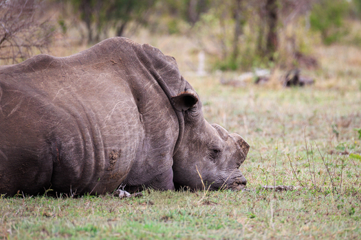 View of a rhino resting peacefully on the grassy plains its thick skin contrasting with the delicate blades in Skukuza Mpumalanga South Africa.