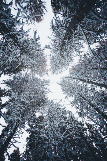 View of snow covered pine trees in Lahemaa National Park with branches reaching towards the bright winter sky in Estonia. View of snow covered pine trees in Lahemaa National Park with branches reaching towards the bright winter sky in Estonia.