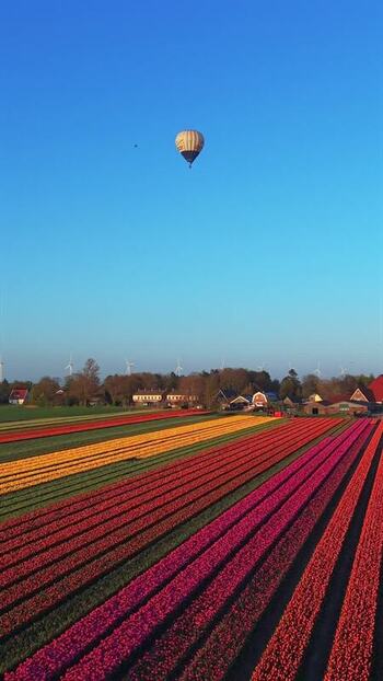 Aerial view of a hot air balloon over colorful tulip fields Netherlands. Aerial view of a hot air balloon over colorful tulip fields Netherlands.