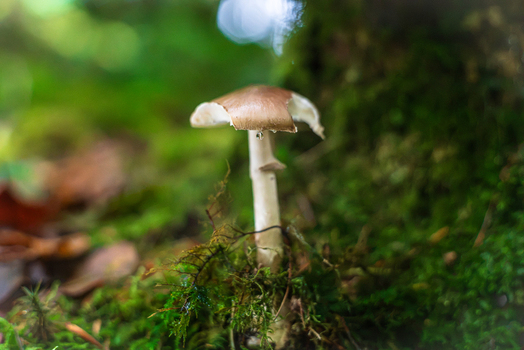 View of a Deer Shield mushroom growing in damp mossy woodland with soft green bokeh in the background in Cornwall England United Kingdom.