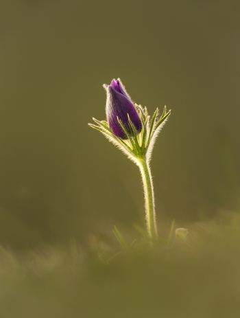 View of a single purple Pasque flower bud with a fuzzy stem backlit by soft light in Cambridgeshire United Kingdom. View of a single purple Pasque flower bud with a fuzzy stem backlit by soft light in Cambridgeshire United Kingdom.