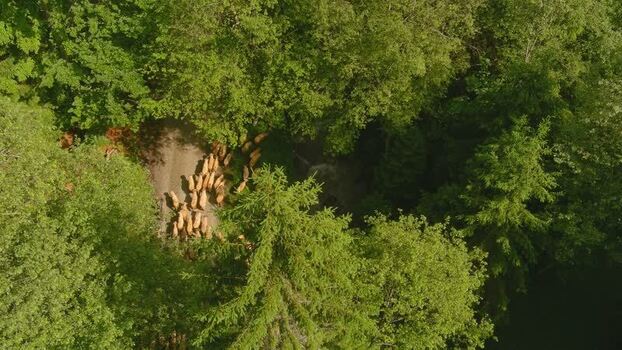 Aerial view of sheep herd in a forest ROMANIA. Aerial view of sheep herd in a forest ROMANIA.