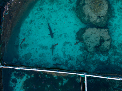 Aerial view of sharks swimming in a breeding enclosure at Menjangan Besar Island with clear turquoise water and coral formations in Karimunjawa Jawa Tengah Indonesia.
